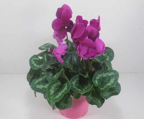 Cyclamen