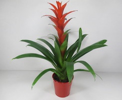 Guzmania