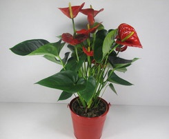 Anthurium