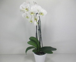 Phalaénopsis blanc